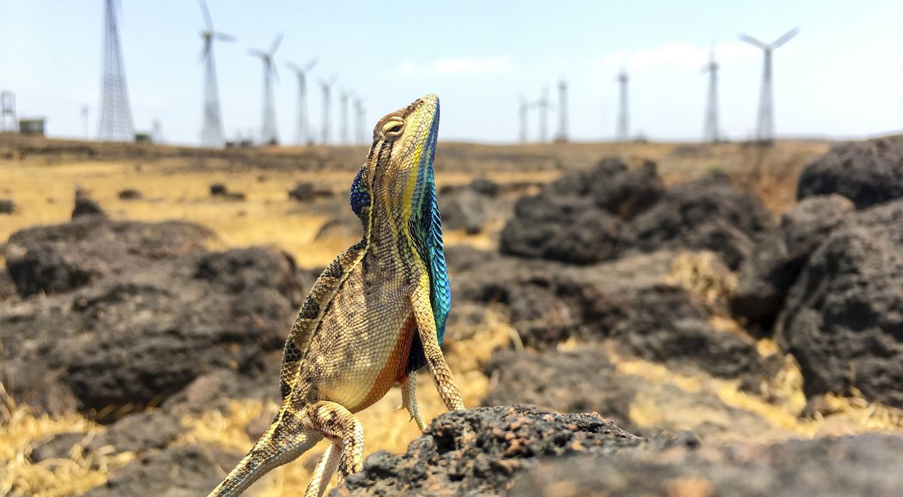 A fan-throated lizard, head held high, stands on rocks in arid desert, with wind turbines in background distance.