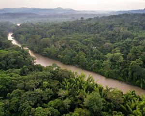aerial of a narrow river of light brown water cutting through a dense rainforest full of dark green trees