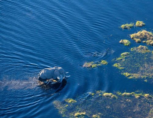Aerial view of an elephant walking through a floodplain