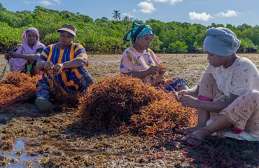Four women sit on a beach surrounded by piles of seaweed, which they are tying to rope.