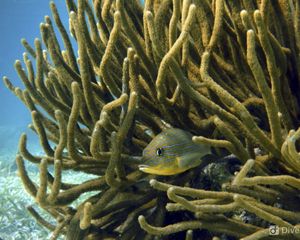 A fish hiding in coral.