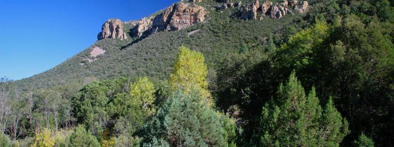 A valley of green trees in the Great Smokey Mountains.