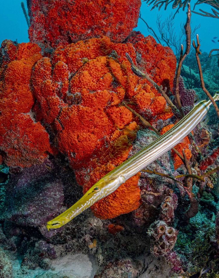 Underwater photo of a long trumpet fish swimming among 
