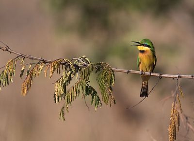 A colorful bee-eater sits on a branch