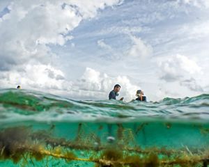 In this view from under and above water, two people in wetsuits harvest seaweed from the waters of Belize.