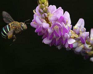 A bee visits a pink flower against a black background