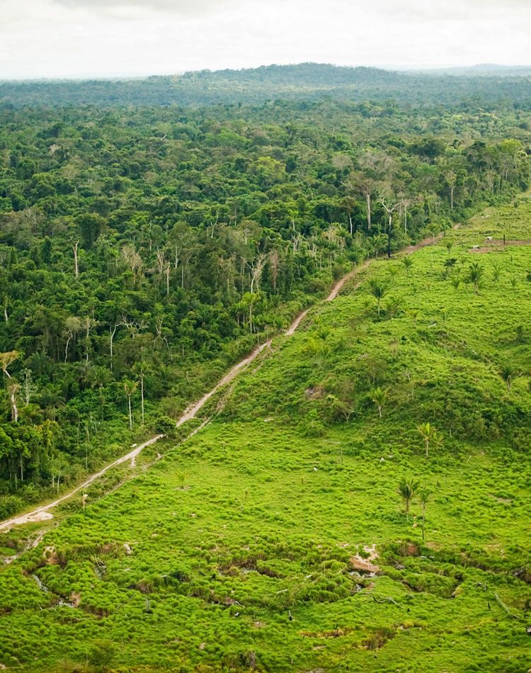 A forest next to deforested land