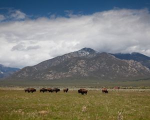 Bison roaming in a wide grassy field in New Mexico, with mountains in the background.
