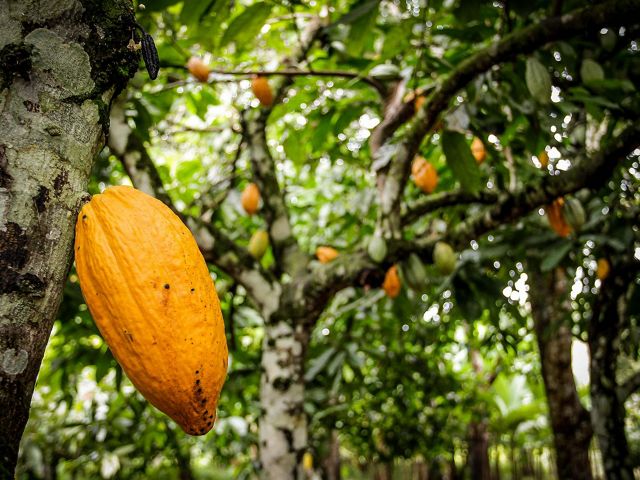 View of cacao trees in Brazil.