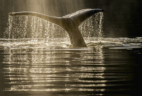 A humpback whale's tail emerges in the waters off British Columbia.