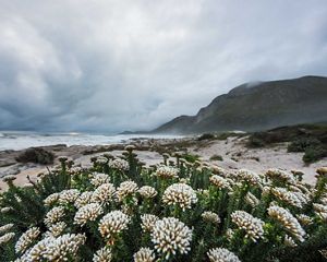 Fynbos flowers on Cape Town beach