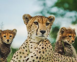 Three cheetahs.