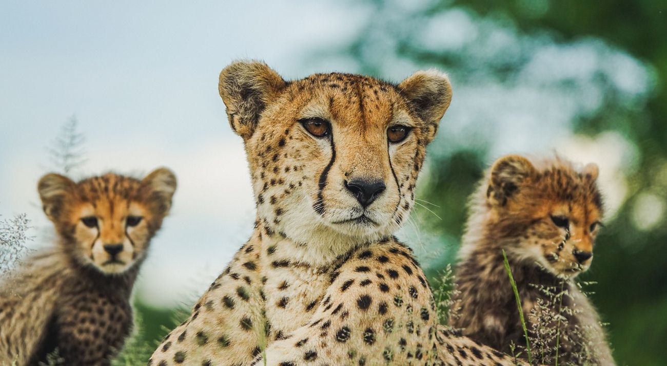 Three cheetahs.