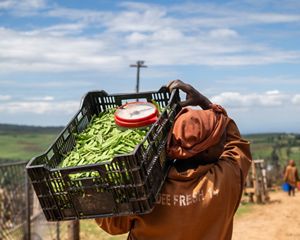 A woman carrying a basket of snow peas on her shoulder 