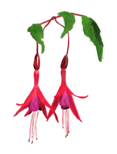 Plant with two red dangling flowers.