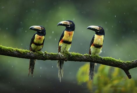 A trio of collared aracaris birds perch on a mossy branch.