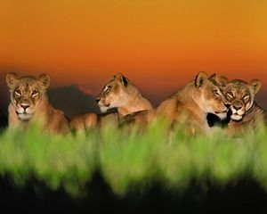 Female lions lounge in the grass at dusk.