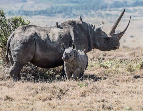 A mother and baby rhino.