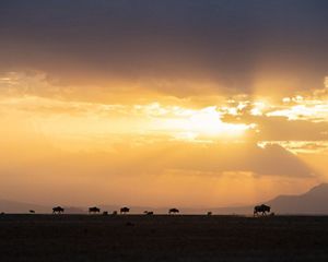 Wildebeest running together.