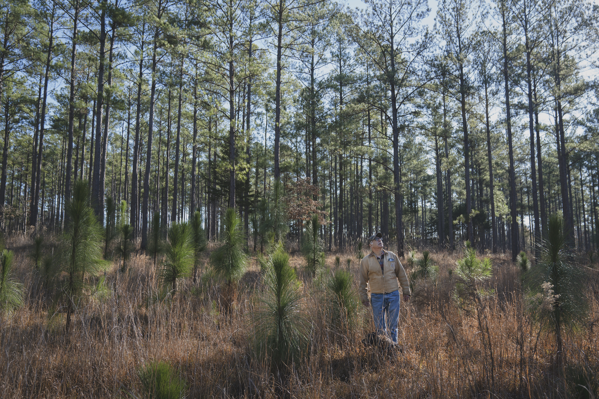 a forest of longleaf pine trees.
