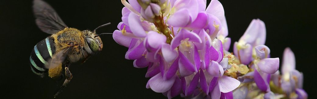 a bee flies to a pink flower against a black background