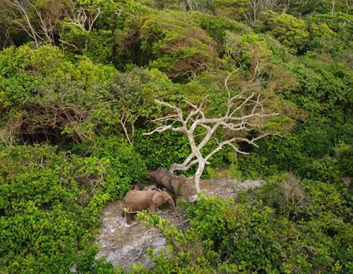 Aerial photo looking down at three elephants in the Gabon forest.