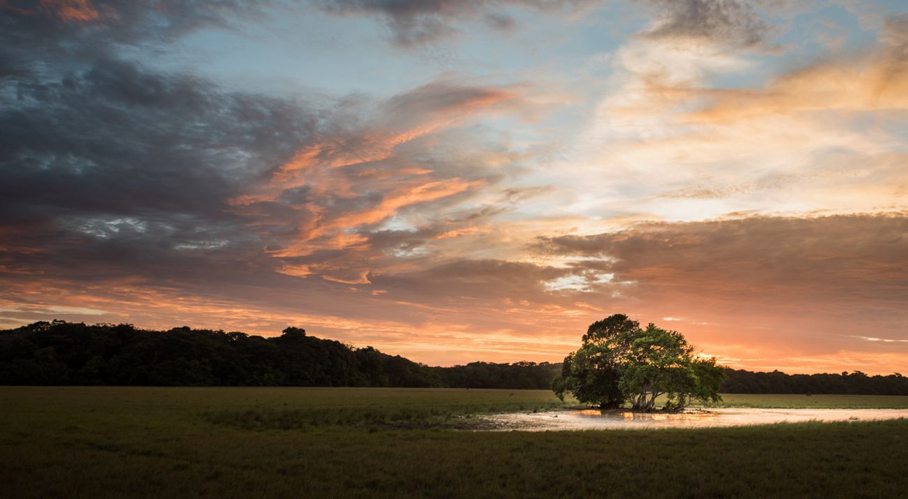 The sun sets over a lone tree in the center of a lagoon