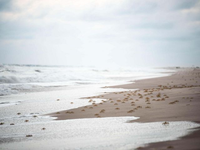 Crabs move along the shoreline at sunset.