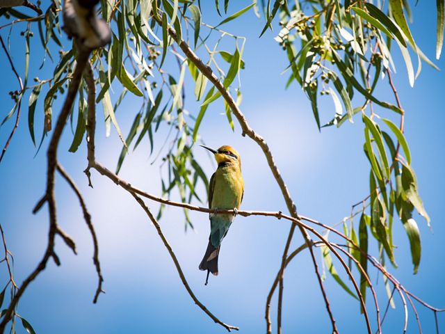 A yellow bird (rainbow bee-eater) sits on a tree branch against a blue sky.