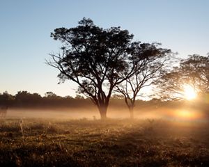 view of silhouetted trees at sunset.