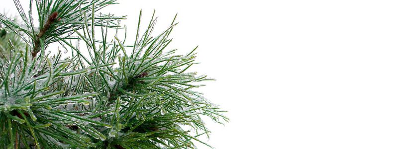 Closeup of ice-covered needles of a conifer.
