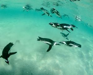 penguins swimming through clear blue water
