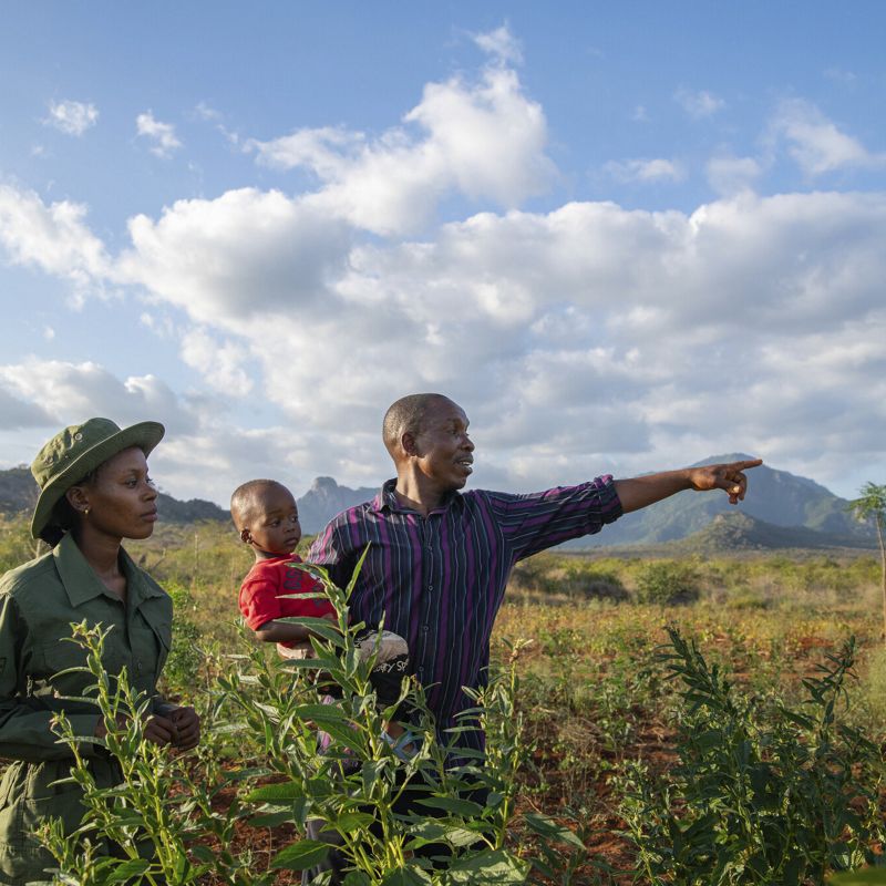 Two people and a child stand in a field of crops with clouds in the sky above.
