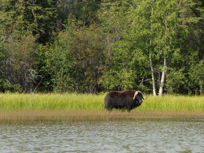 muskox in wetland near forest at thaidene nene national park in canada's northwest territories