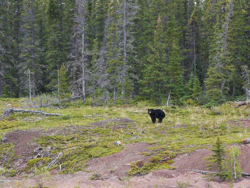 black bear in a forest clearing in thaidene nene national park in canada's northwest territories