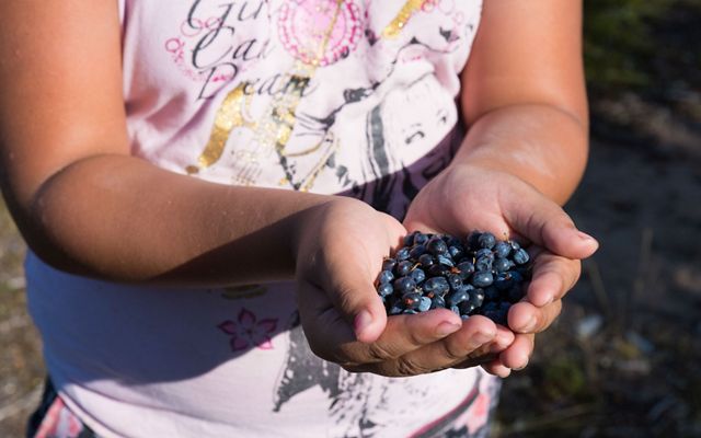 first nation girl holds a handful of freshly picked blueberries in her hands