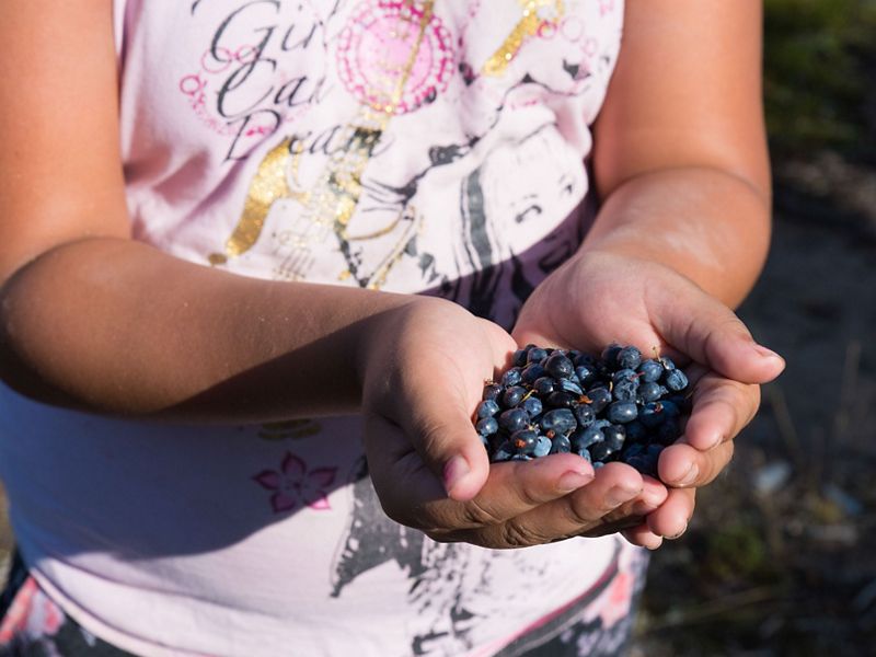 first nation girl holds a handful of freshly picked blueberries in her hands