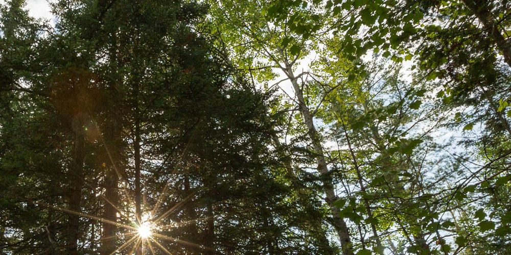 Sunlight shines through a forest. 