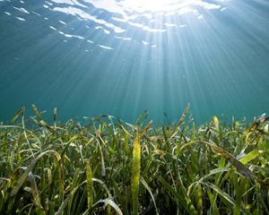 Under water, sun shines down onto a bed of seagrass.