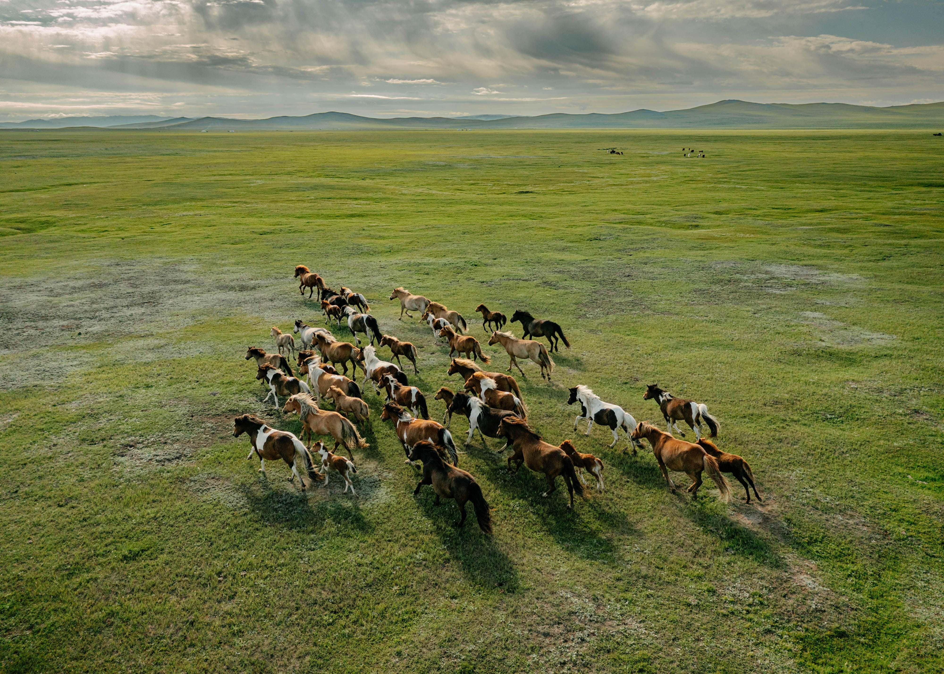 A herd of horses dashes across a wide open grassland in Mongolia.
