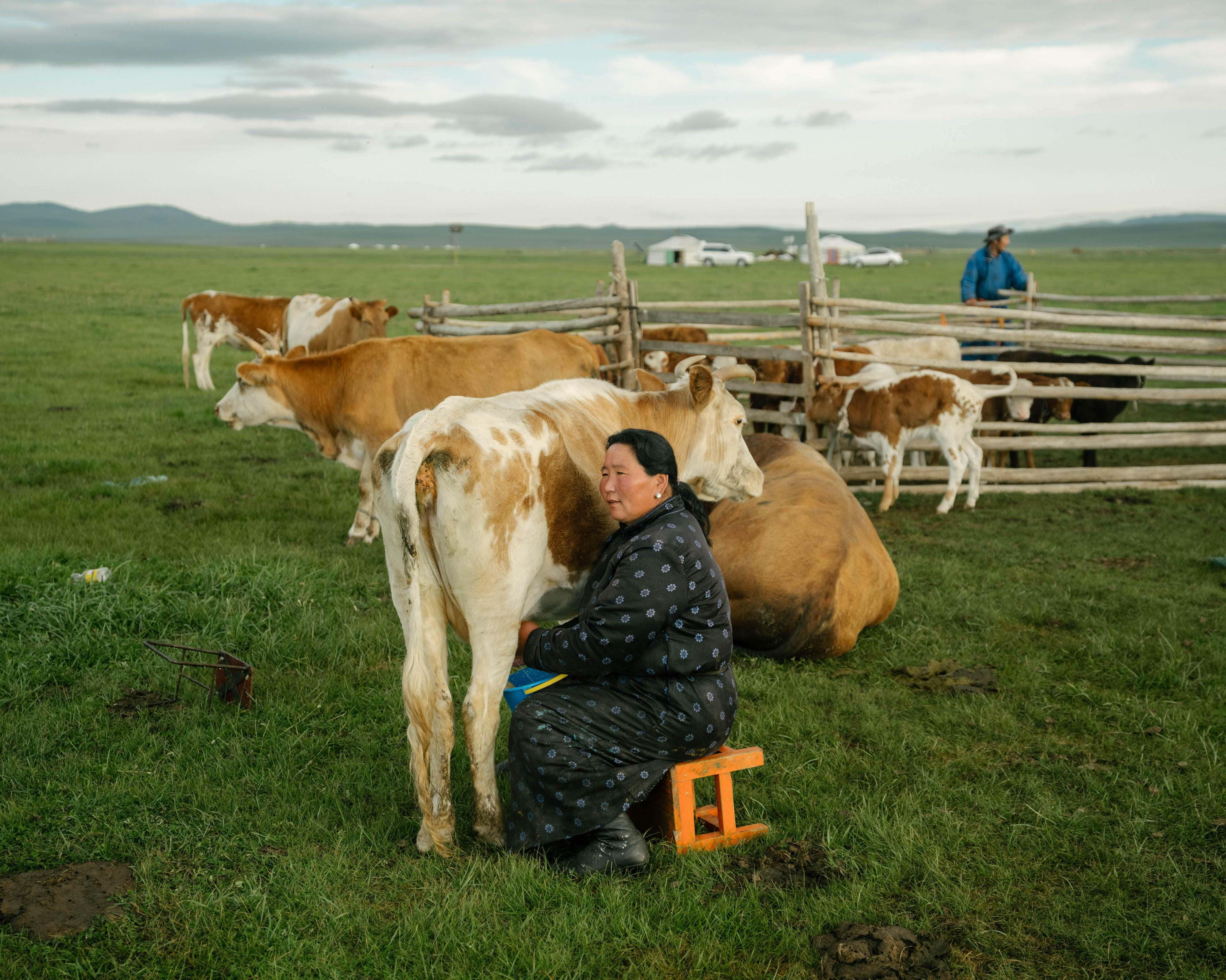 Woman kneeling in front of a group of cows.