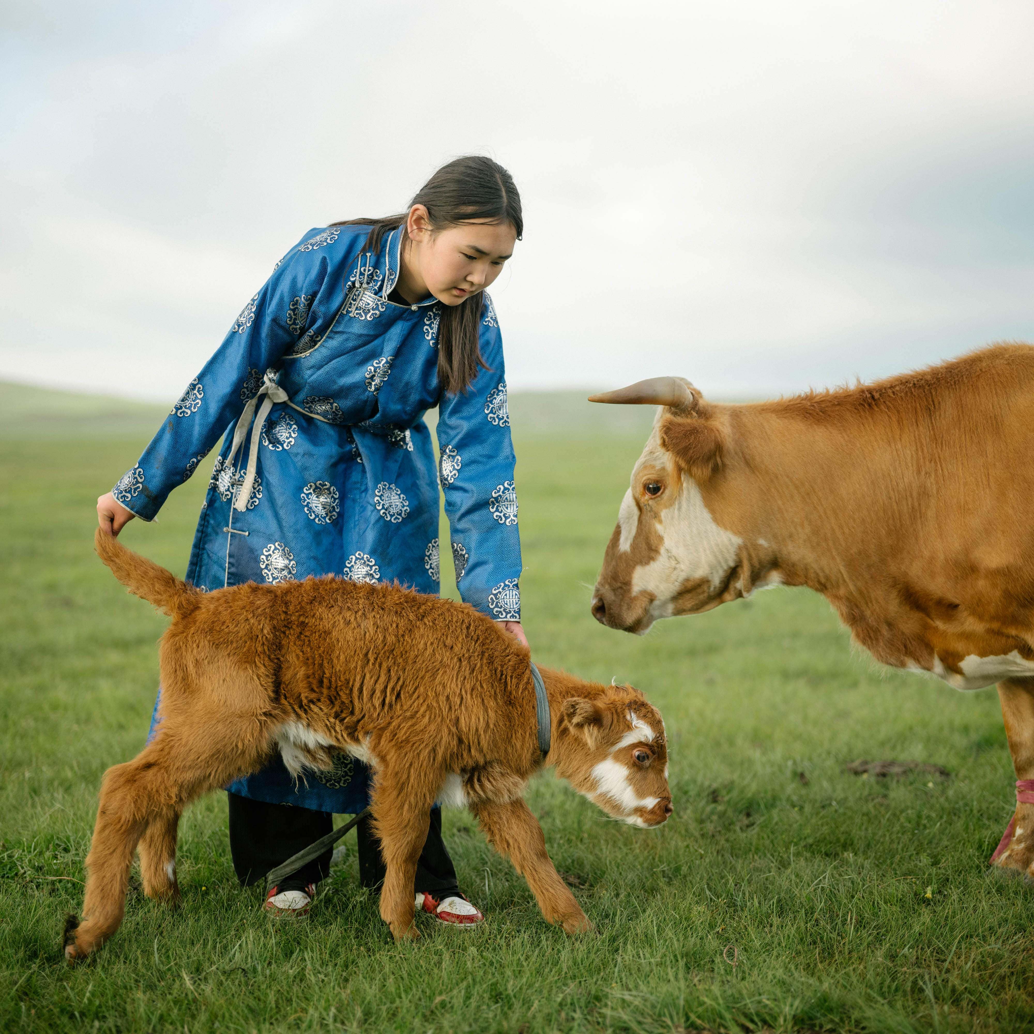 A person petting a calf.