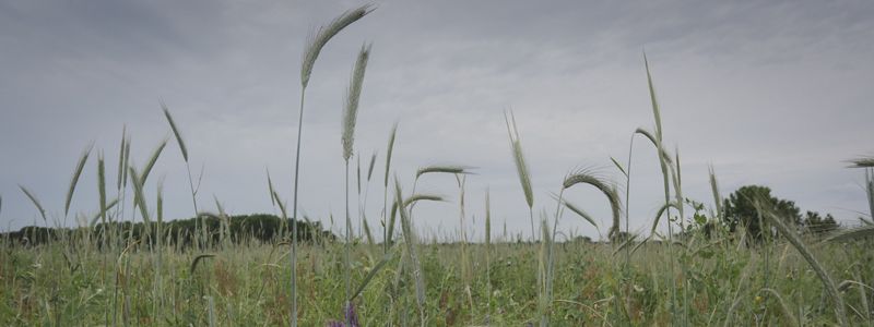 A field looking through green cover crops.