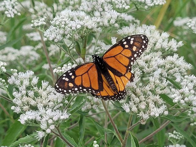Monarch on boneset