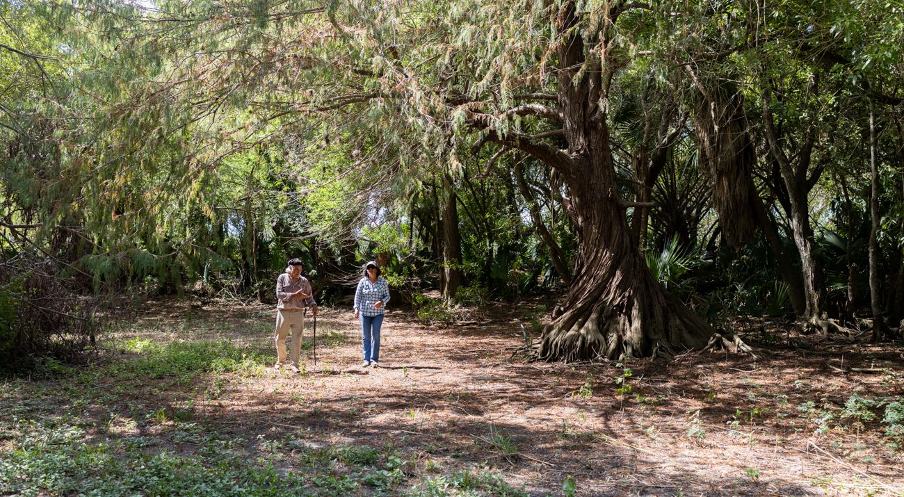 A massive tree with a twisted trunk casts shade over a man and woman walking.