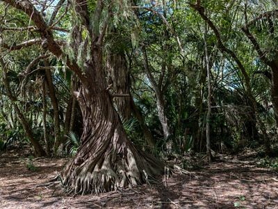 A massive tree trunk twists upwards in a shaded clearing.