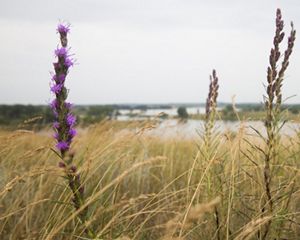 Blazing star plants in a windy field.