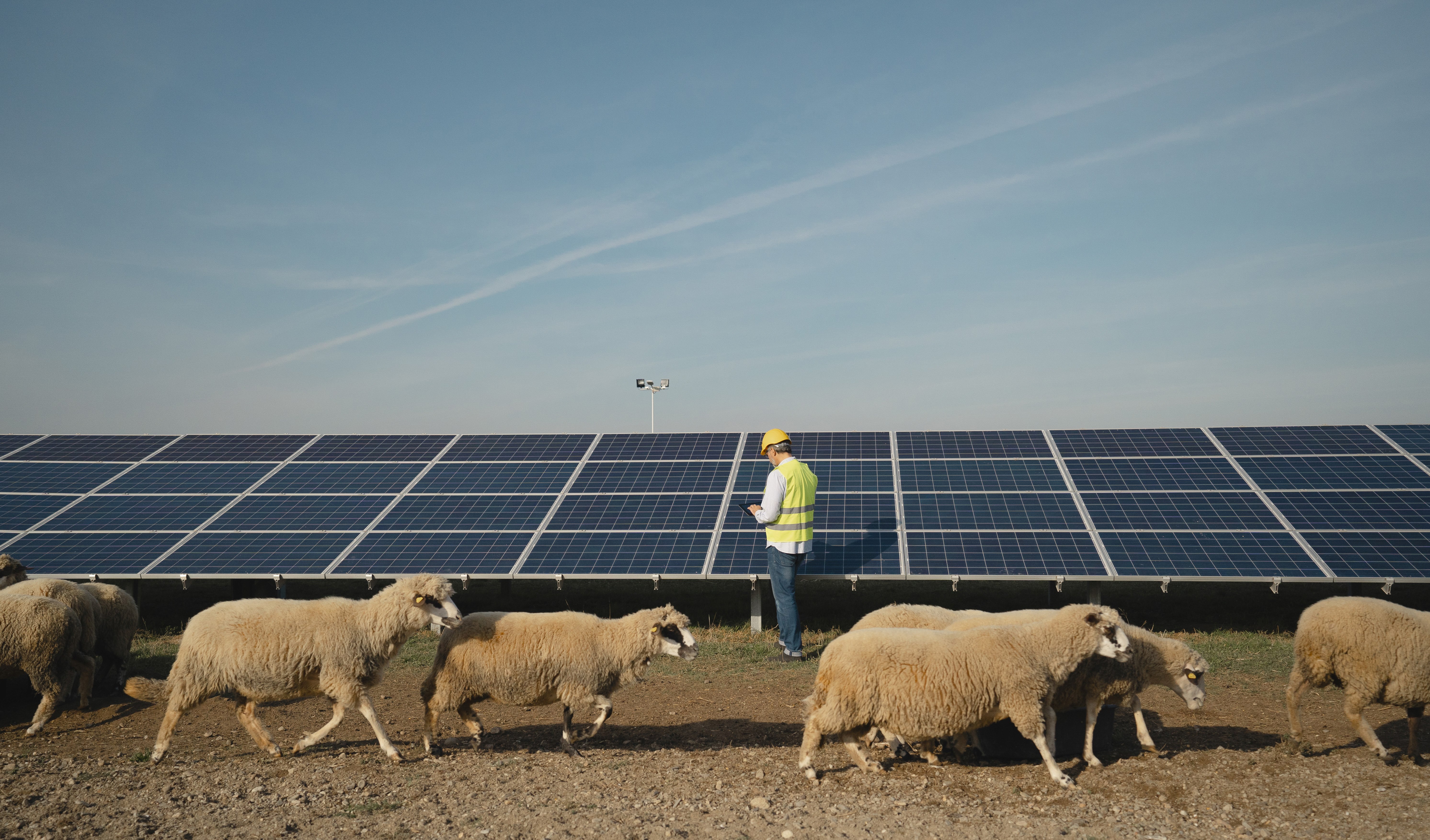 sheep and worker in front of solar panels.