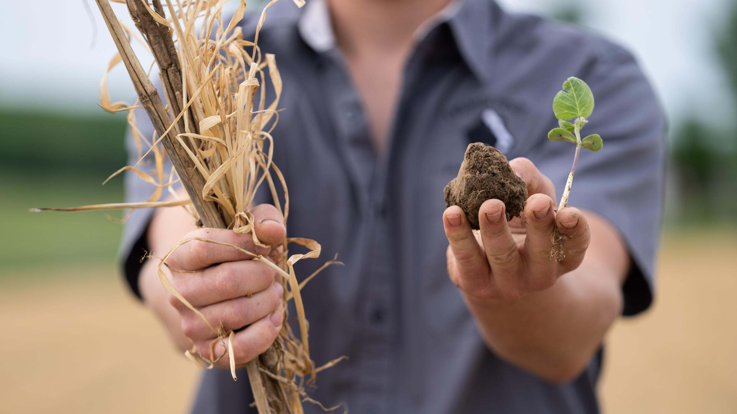 A person holds out corn stalks in one hand.
