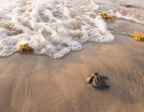 A turtle hatchling heads toward the bubbly surf with a little seaweed.